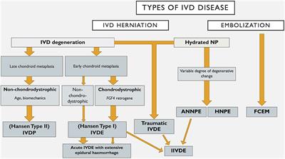 Classification of Intervertebral Disc Disease